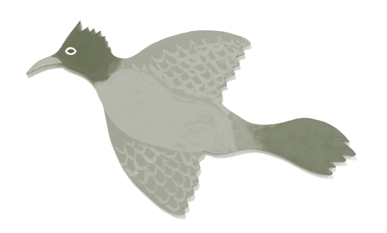 bird
