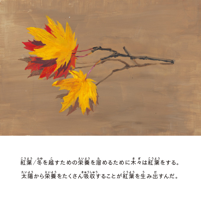 紅葉/冬を越すための栄養を溜めるために木々は紅葉をする。太陽から栄養をたくさん吸収することが紅葉を生み出すんだ。