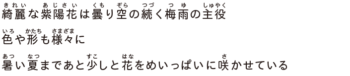 綺麗な紫陽花は曇り空の続く梅雨の主役色や形も様々に暑い夏まであと少しと花をめいっぱいに咲かせている