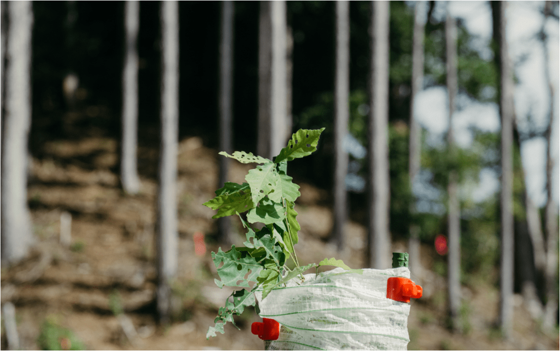 One Product One Tree Campaign 2023