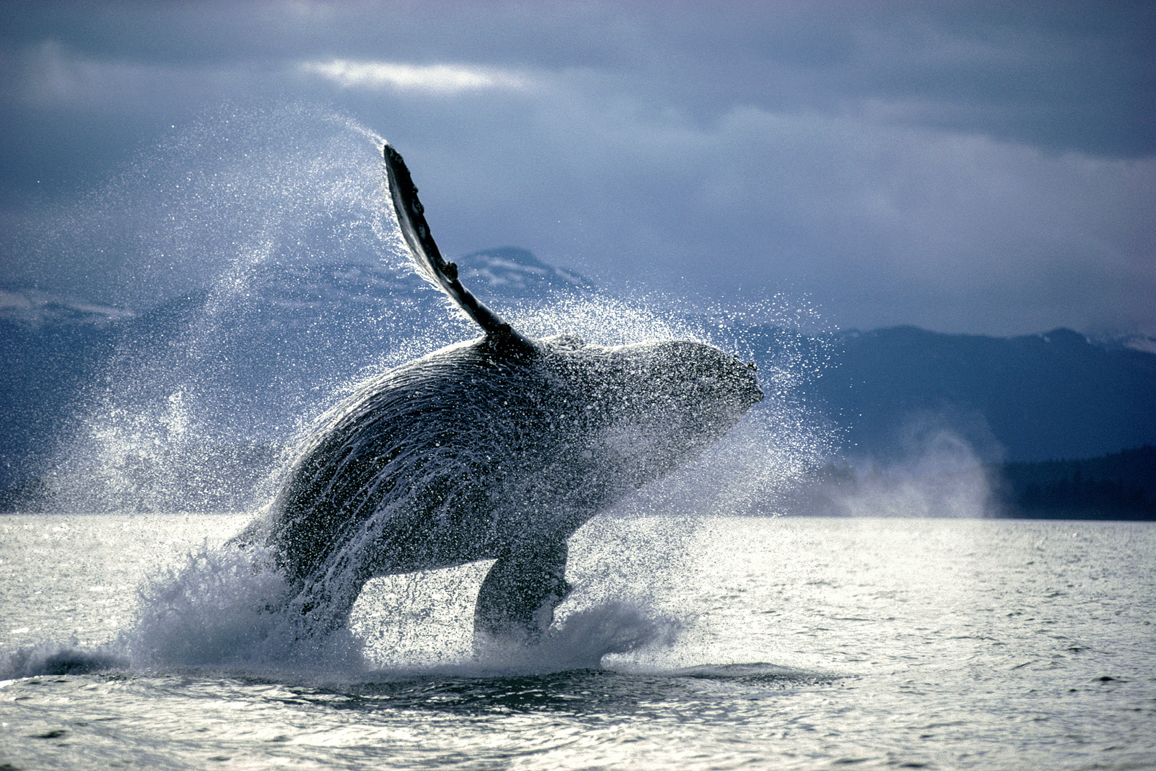 ザトウクジラのブリーチング