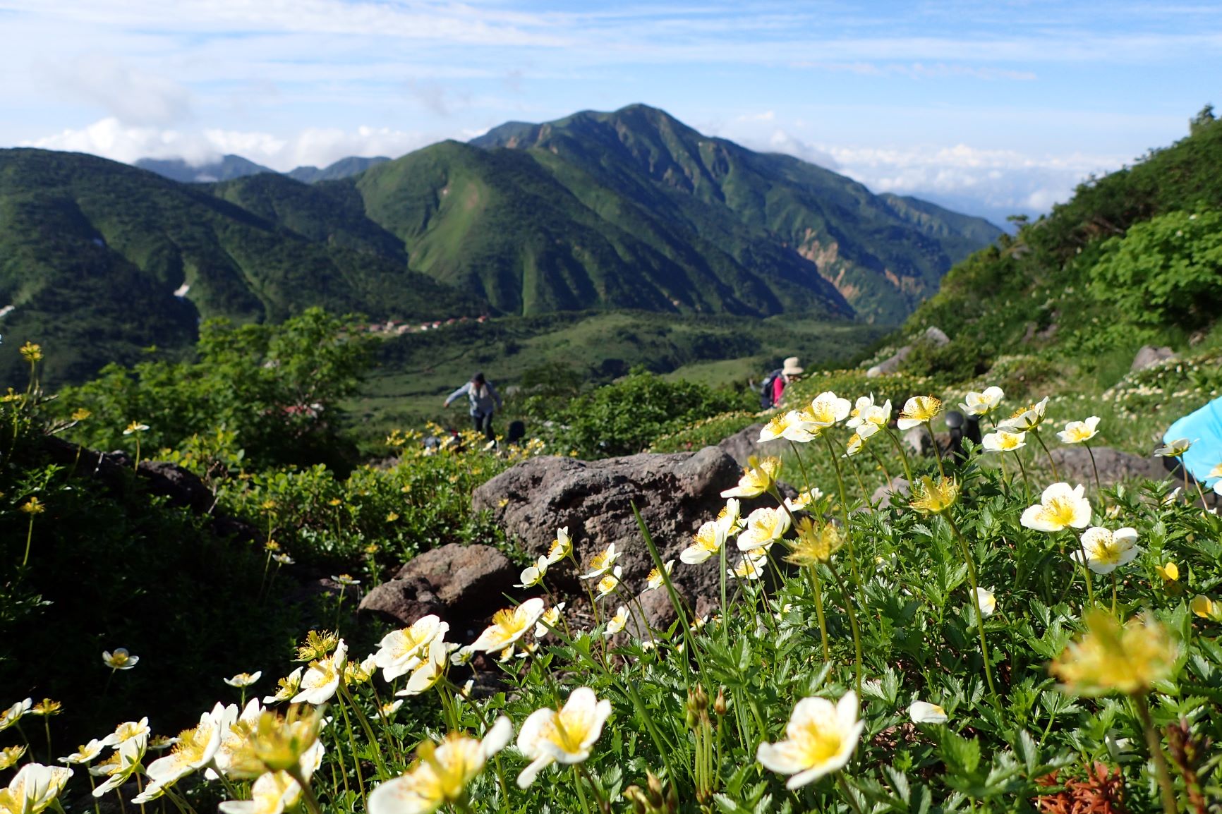 高山植物咲き乱れる花の白山