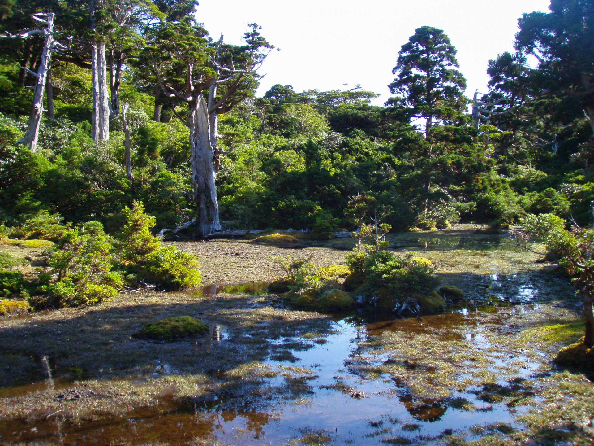 花之江河の高層湿原