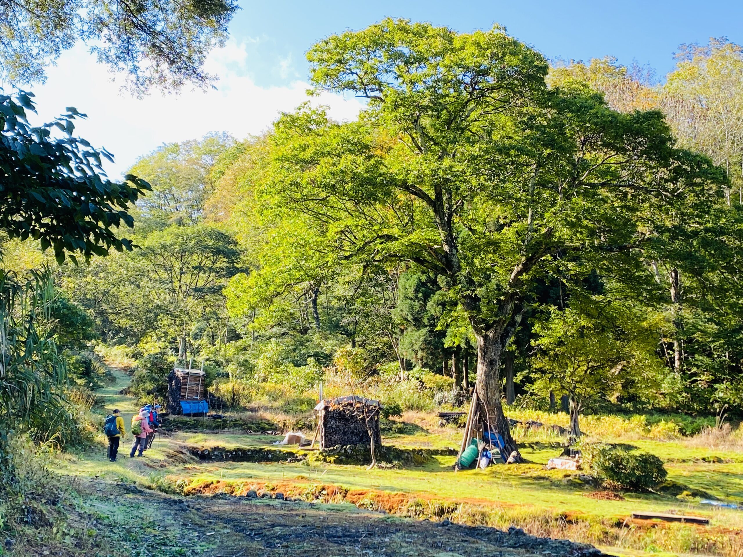 見倉集落の栗の大木と山村風景